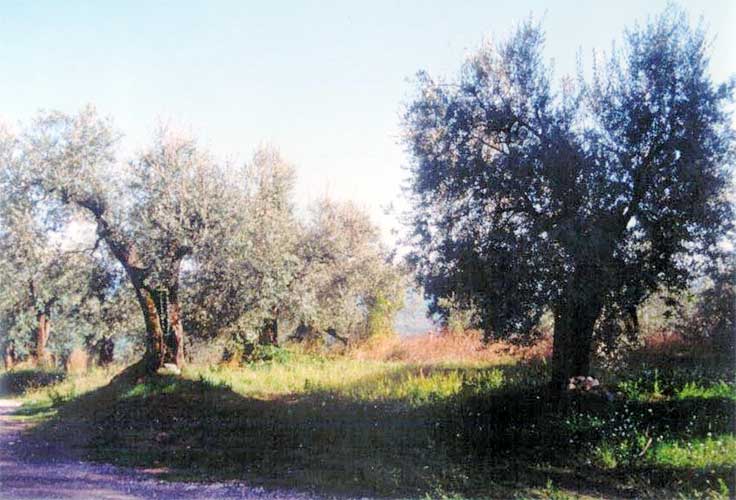 During the excursion, the olive trees (credit Valentin Grigore).