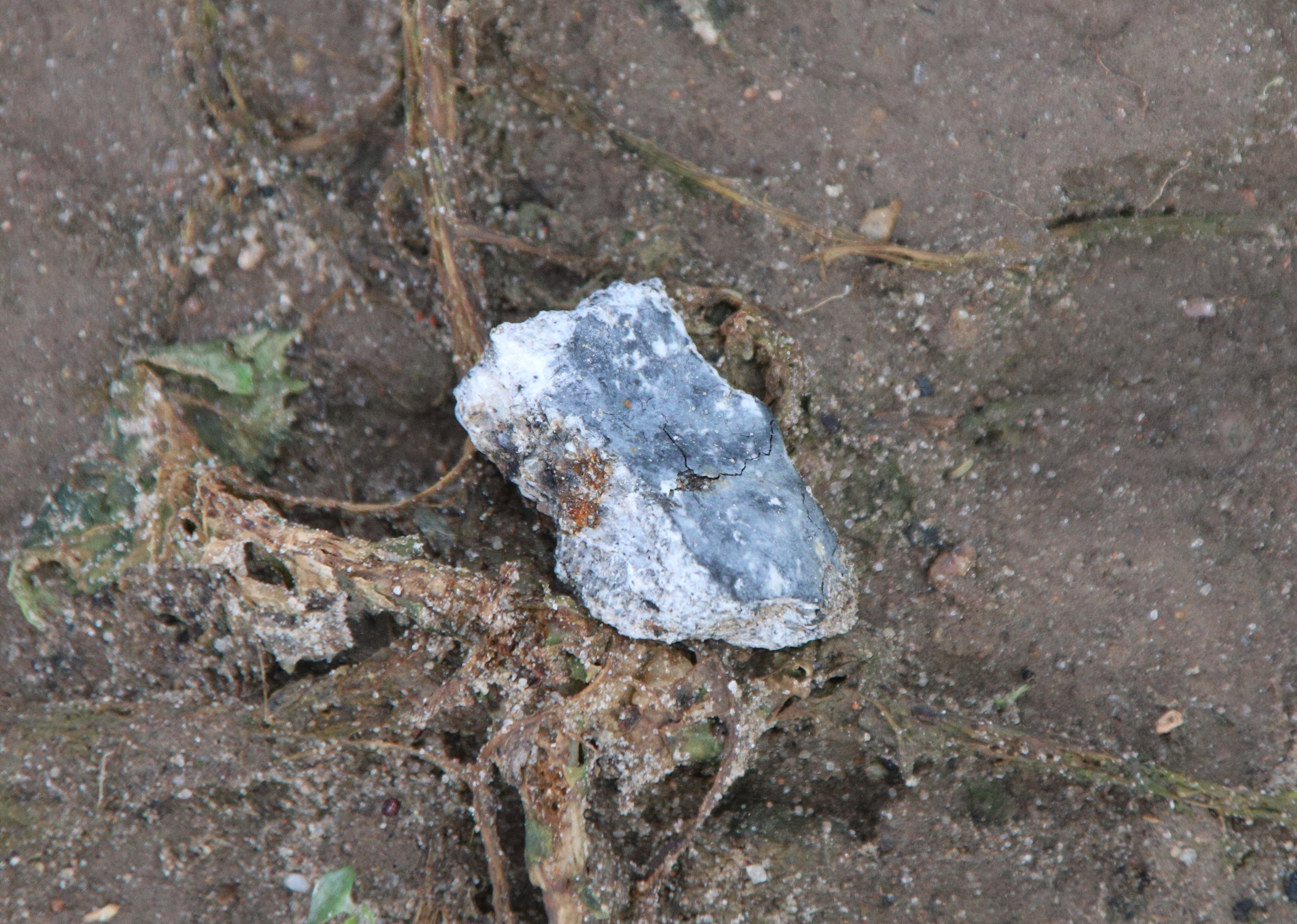 Figure 3- Meteorite associated to 2024 BX1 recovered by Jürgen and xxx Rendtel. Credit: Jürgen Rendtel